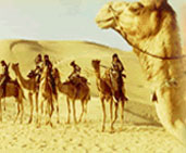 Tour Packages for Desert Safari, Desert Tours India, Rajasthan Travel, Rajasthan Tour Packages, Holiday Offers for Desert Safari, Desert Safari Travel, Desert Safari Tours, Desert Safari Tourism