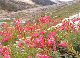 Valley of Flowers in Uttaranchal, Eco Tours in India, Nature Tourism in India, Eco Tour Packages to India, Travel to India