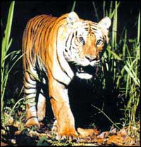 Wildlife in India, Wildlife in India, Wildlife Parks, Wildlife Tourism in India, Wildlife Tours of India, Wildlife Sanctuaries of India