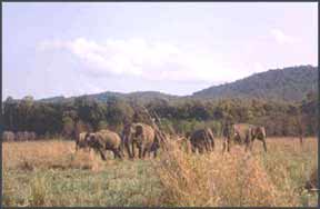 Jim Corbett National Park, Wildlife Safari in India, India Wildlife Sanctuaries, Wildlife Tours in India, Elephant Safari in India, Elephant Safari, Elephant Safari in Rajasthan - India, Desert Safari