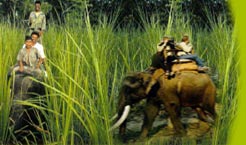 India Elephant, Elephant, Travel, Elephant tours, Elephant safari, safari