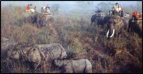 Elephant Safari, Elephant Safari in India, India Elephant Travel, Elephant Tours India, Elephant Safaris