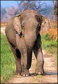 Indian Elephant, Indian Elephant, Asian Elephant, Elephant Safari in India, Elephant Safari, Elephant Safari