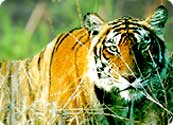 Wildlife Destinations in India, Wildlife Tourism in India