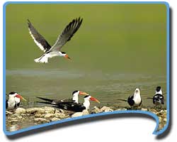 Tour Packages for Bharatpur, Travel to Bharatpur