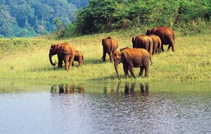 Kerala Wildlife Resorts, Wildlife Resorts in Kerala, Wildlife Resorts around Kerala