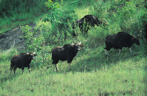 Wynad Valley National Park, Kerala Wildlife, Wynad kerala, India Wildlife, Wynad tour, Wynad Tour Plans, Wynad Travel