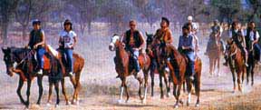 Horse Safari southern Sojourn