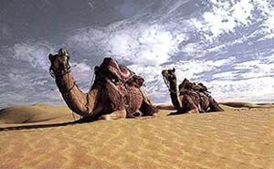 Exotic Camel Safaris,Bikaner, Bikaner Travel, Tourist attractions in Bikaner, Bikaner All-Inclusive Tour Packages, Weekend trips from Bikaner, Excursions, Events in Bikaner, Festivals in Bikaner