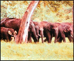 Annamalai Wildlife Sanctury,Places to see in Coimbatore, Places to visit in Coimbatore, Tourist attractions in Coimbatore, Weekend trips from Coimbatore Excursions