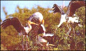 Wilderness in India, Wilderness Tours in India, India Wilderness Tours, Wilderness Tours, visit India for Wilderness Tours