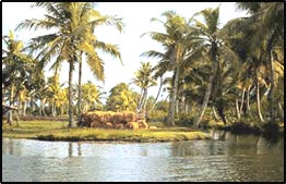 Backwater of Kerala