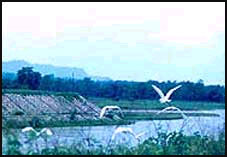 dehradoon