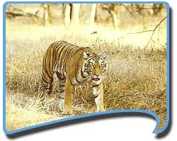 Tourist Attractions in Bandhavgarh