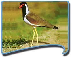 Travel to Bandhavgarh