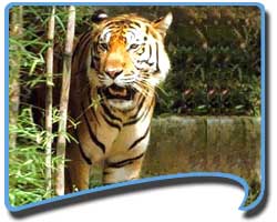 Jim Corbett National Park, Corbett Wildlife Tours