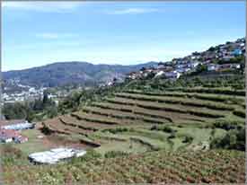 Ooty Hill Side