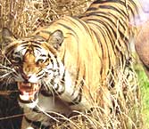 India Jungle, Jungle, Travel, Jungle tours, national parks, Jungle heritage, Jungle packages, birds, tigers, elephants, one-horned tiger, mammals, reptiles, amphibians, insects, butterflies, Asiatic Lions