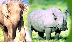 Jungle Tours in India, Indian Wildlife Tours, India Jungle Travel, Wildlife Tours of India, Indian Wildlife Travel, Wildlife Sanctuaries in India, India Jungle Tours, Wildlife Travel in India