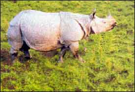 Rohino in Kaziranga National Park
