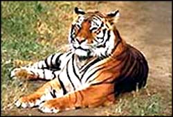 Tiger in Kaziranga National Park