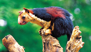 Thiruvananthapuram India, Thiruvananthapuram, India, India Thiruvananthapuram, Tourism in Thiruvananthapuram India