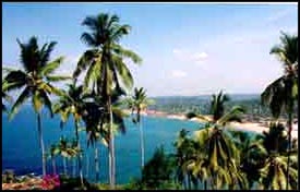 groove of coconut trees