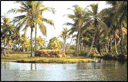 backwaters of Kerala