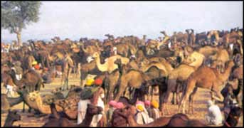 Camel Fair