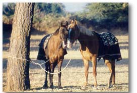 Horse Safari