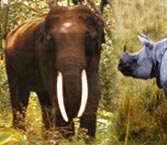 Wildlife Safari in India, Indian Wildlife, Wildlife Travel in India, Wildlife Of India, Wildlife Sanctuary of India, India Wildlife Sanctuaries, Wildlife Tours of India, Wildlife Tourism in India, India Wildlife, India Tiger Tours
