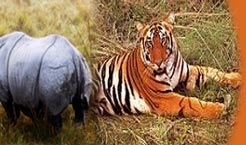 India wildlife, wildlife, Travel, wildlife tours, national parks, wildlife heritage, wildlife packages, birds, tigers, elephants, one-horned tiger, mammals, reptiles, amphibians, insects, butterflies, Asiatic Lions